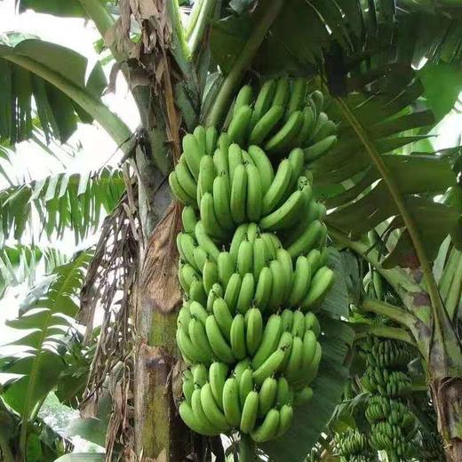 福建漳州天宝香蕉5斤装新鲜当季水果香甜软糯皇帝蕉芭蕉批发包邮