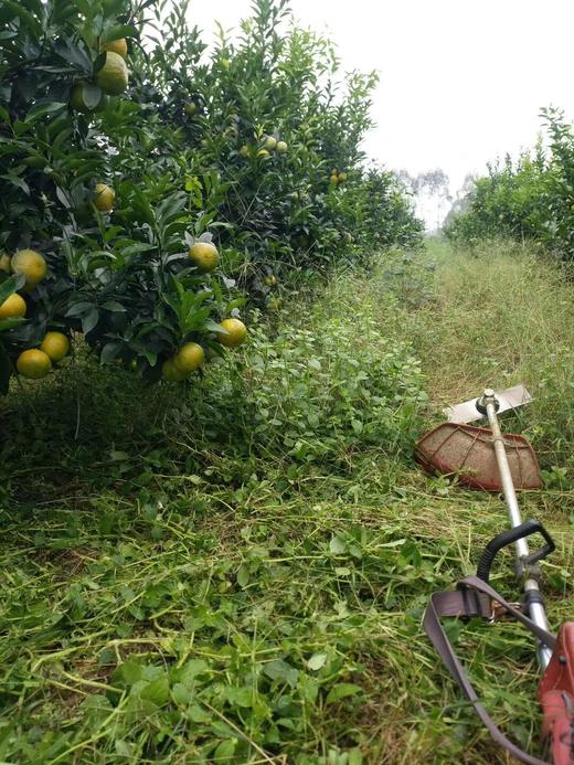 农家耙耙柑（8斤 & 9斤/件） 商品图1