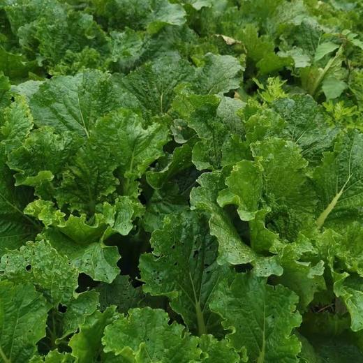 生态大白菜（竹筒青） | 绿家自产*Ecological Chinese cabbage | Self-production 商品图1
