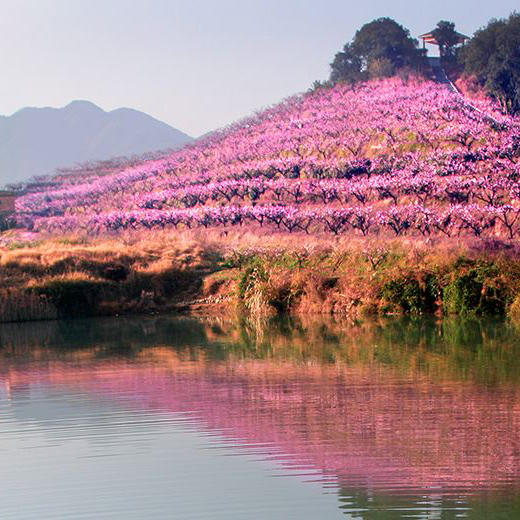 深入奉化十里桃花花海，徒步风景优美的古道（1天活动） 商品图1