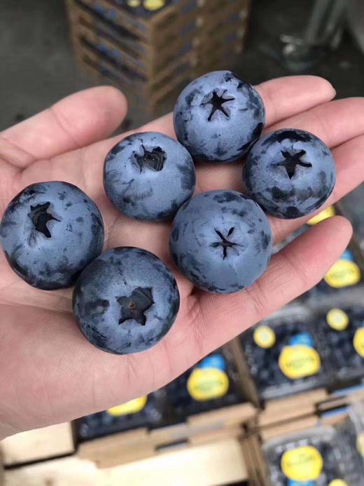 【Driscoll限量版蓝莓王】满口都是花香味 啵啵脆甜 ，超大颗。 商品图1