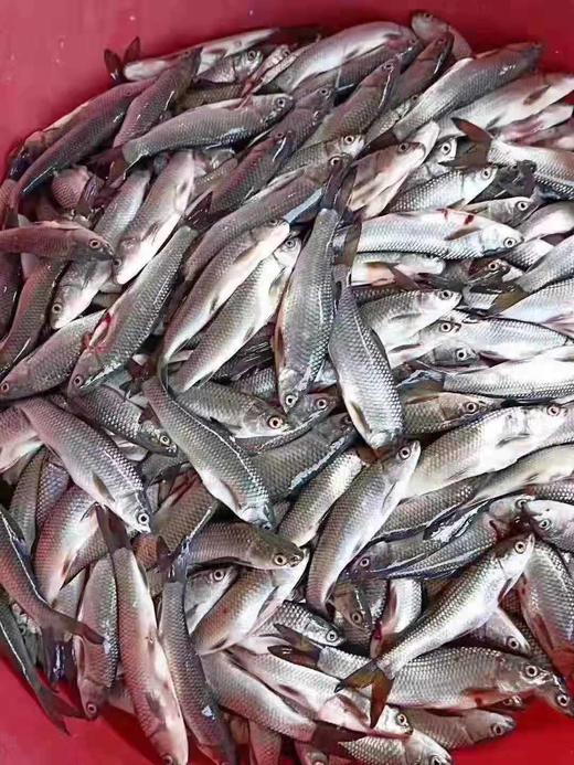 【团购特惠】东江湖火焙鱼，好山好水，出好鱼，正宗湘味……馈赠佳品…… 商品图1