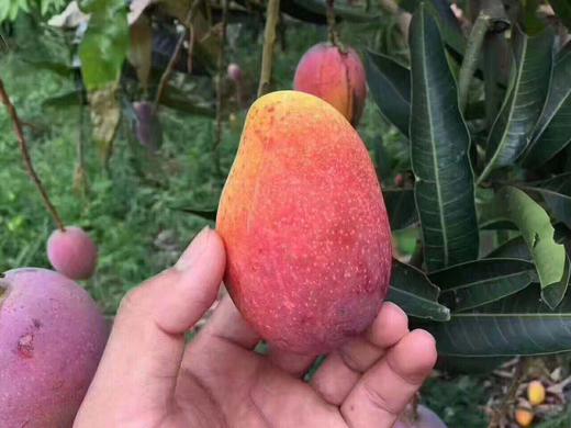 海南空运贵妃芒核小肉厚香味浓郁当季最好吃的水果没有之一 商品图4