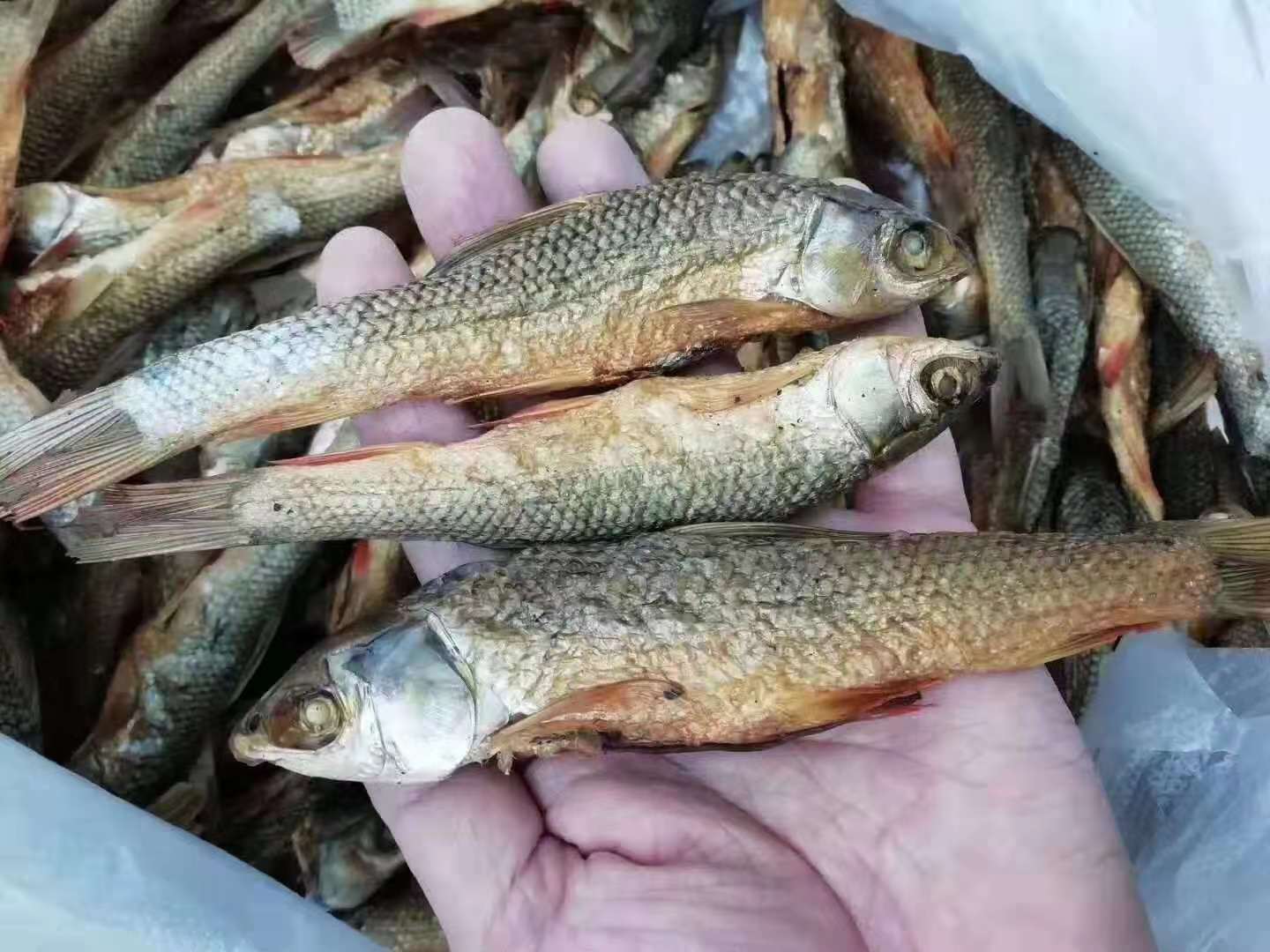 【团购特惠】东江湖火焙鱼，好山好水，出好鱼，正宗湘味……馈赠佳品……