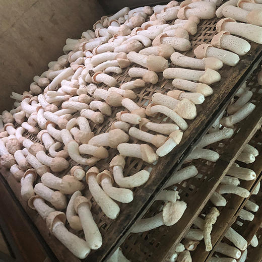 【今年最后50斤，村民家直收】岫云村丨长裙竹荪  50g/100g 商品图3