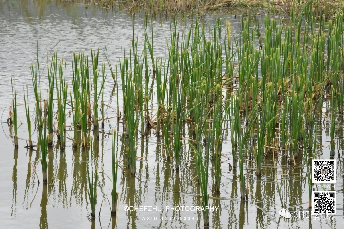 滩涂野生海芦笋 清脆爽口 鲜甜回甘