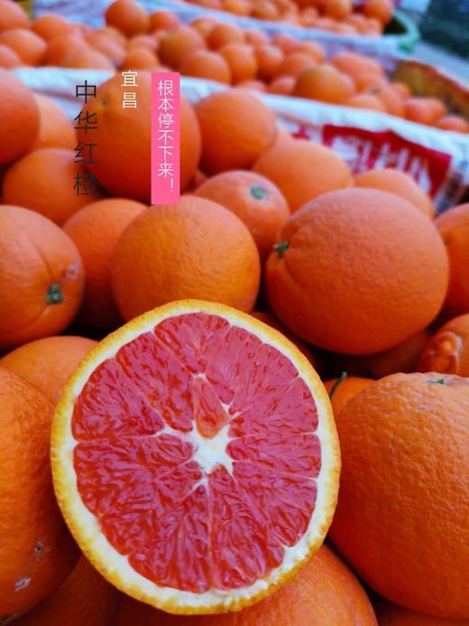 福利果园直发4天左右到货秭归中华红橙