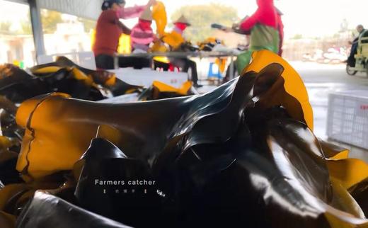 【产地直发】盐渍包饭海带，2024年最最新鲜的一批，天然洁净海域！含有丰富的矿物质、维生素、纤维素、钙、钾、碘等营养物质。满88包邮 商品图1