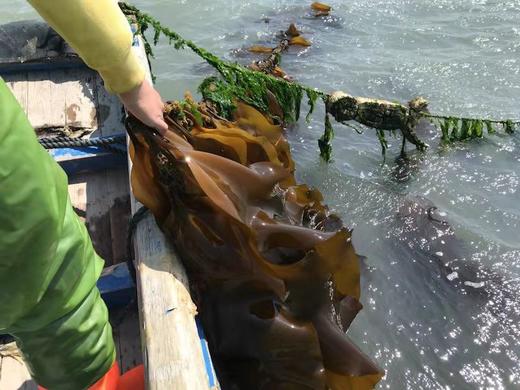 【产地直发】盐渍包饭海带，2024年最最新鲜的一批，天然洁净海域！含有丰富的矿物质、维生素、纤维素、钙、钾、碘等营养物质。满88包邮 商品图6