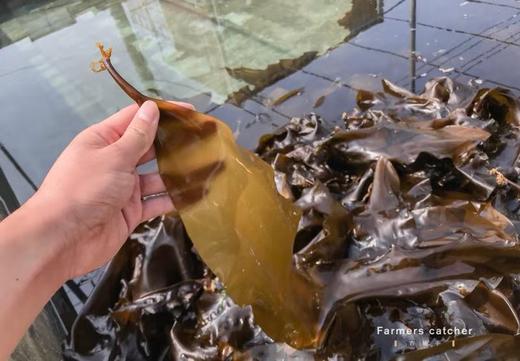 【产地直发】盐渍包饭海带，2024年最最新鲜的一批，天然洁净海域！含有丰富的矿物质、维生素、纤维素、钙、钾、碘等营养物质。满88包邮 商品图0