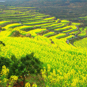 相约冰川石浪，徒步千年梯田油菜花海，爬覆卮山（上海出发1天活动）