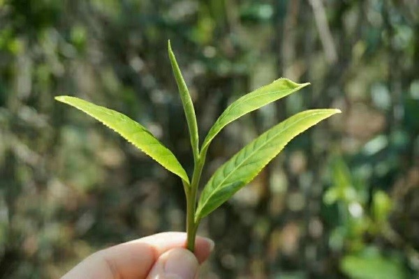 雲南臨滄 壩糯 古樹藤條茶|普洱茶 生普