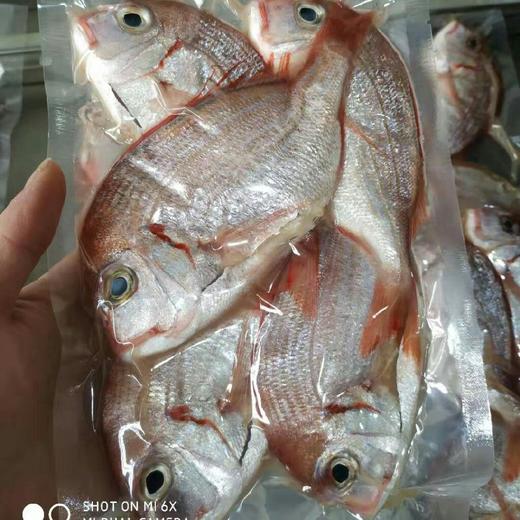 【红立鱼】纯野生海捕 以鱼虾为食_肉质紧实鲜美 一斤3-6条，适合香煎，红烧 商品图2