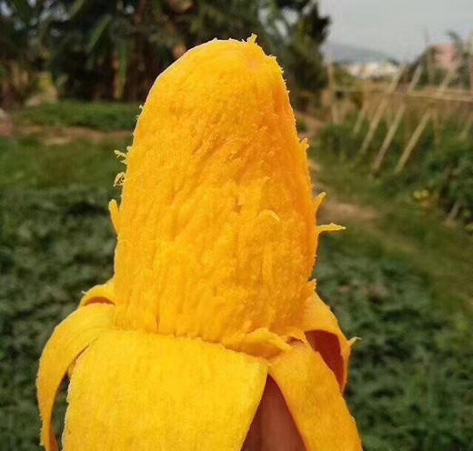 桂香芒贵妃芒的升级款核薄如纸香甜多汁空运直发真正的树熟芒果无任何