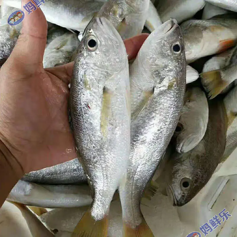 白花鱼 杀好急冻保鲜 28 8元 斤 每斤约5 7条