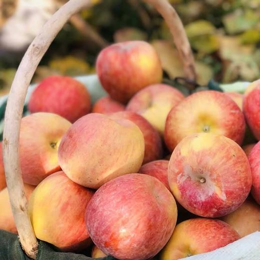 【新疆阿克苏苹果】约10斤/箱，脆甜可口，入口无渣 商品图3