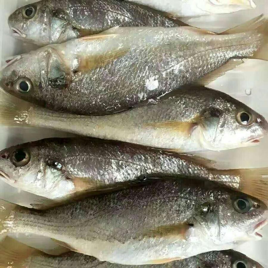 白花鱼 杀好急冻保鲜 28 8元 斤 每斤约5 7条