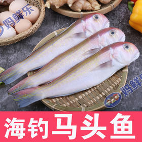 【大马头鱼】纯野生海钓，杀好急冻保鲜，（每斤约2-5条）杀后约420克