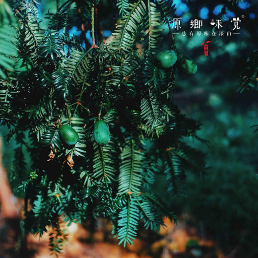 诸暨千年古树香榧（基地直发-中通包邮） | 多种规格，来自浙江绍兴，生产者：蔡建华/蔡叶玲【合作生产，公平贸易】 商品图7