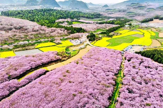 【贵州】平坝樱花、千人苗衣秀、鸟笼之乡、金海雪山5天摄影 商品图1