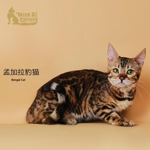 孟加拉豹猫母 商品图1