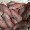 【野生妹仔红莺歌鱼】好吃到连鳞都不放过的纯野生的海鱼，每盒约10―15条！ 商品缩略图2