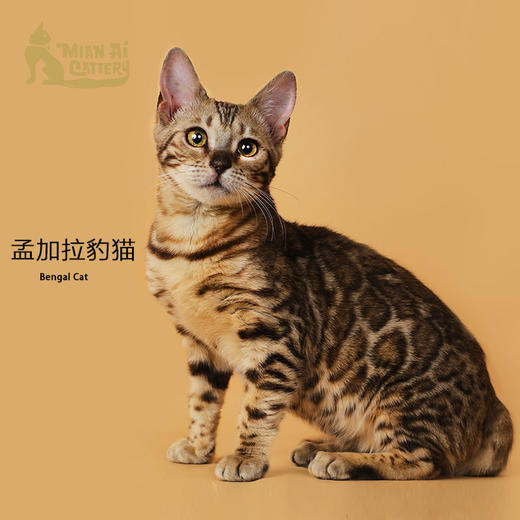 孟加拉豹猫母 商品图0