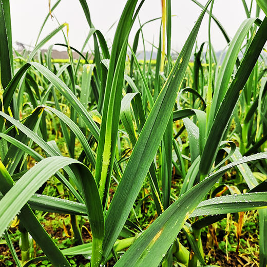 蒜苔  300g 商品图2