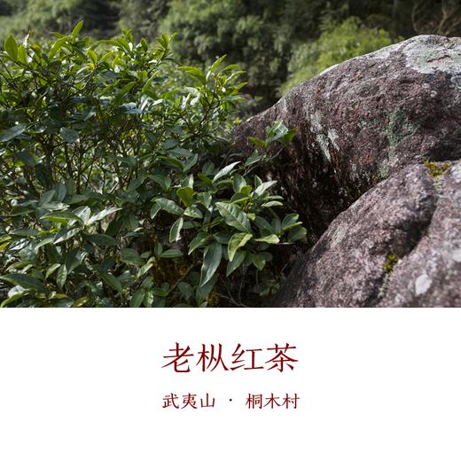 一叶归真桐木村老枞红茶50克