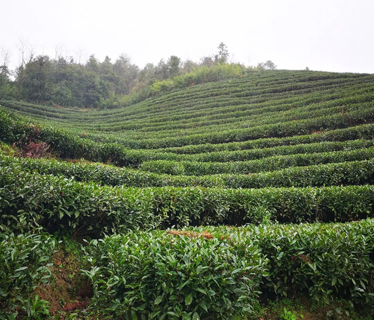 茶香记福鼎白茶春贡眉2018年清甜自然荒野气息群体种菜茶制作原国营老