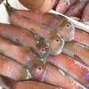 【野生妹仔红莺歌鱼】好吃到连鳞都不放过的纯野生的海鱼，每盒约10―15条！ 商品缩略图3