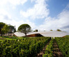 白马庄园干红葡萄酒2012 Chateau Cheval Blanc, Saint-Emilion Grand Cru, France 商品缩略图2