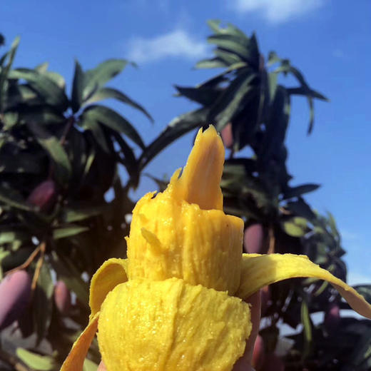 三亚树上熟贵妃芒 商品图5