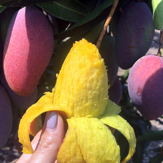 三亚树上熟贵妃芒 商品图4