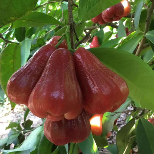 海南黑金刚新鲜莲雾4斤 商品图14