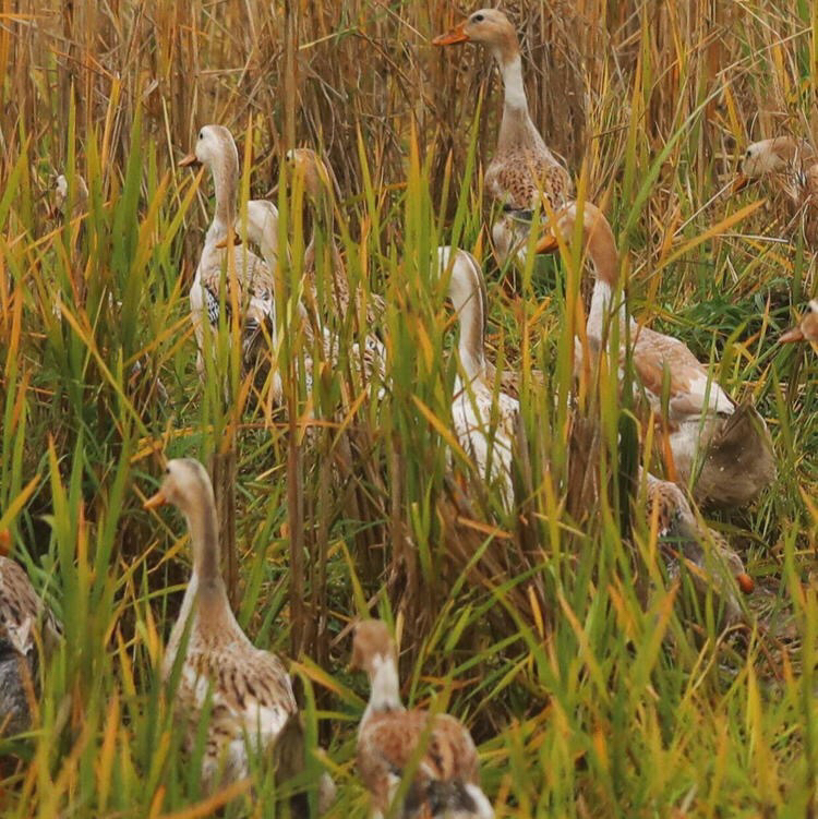 【下单后48小时发货】安徽 麻鸭1只 2.5斤左右/只