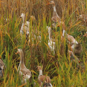 【下单后48小时发货】安徽 麻鸭1只 2.5斤左右/只