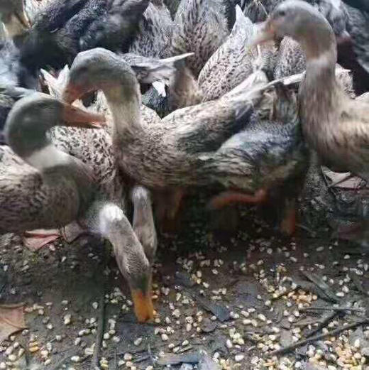 【下单后48小时发货】安徽 麻鸭1只 2.5斤左右/只 商品图4