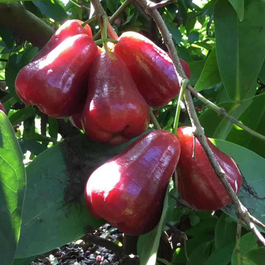 海南黑金刚新鲜莲雾4斤 商品图13