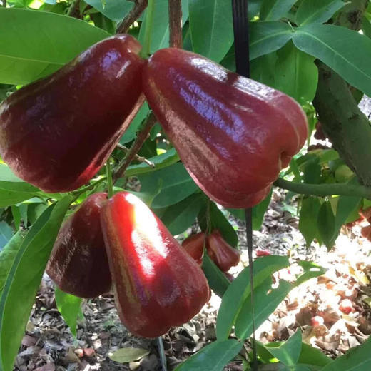 海南黑金刚新鲜莲雾4斤 商品图12