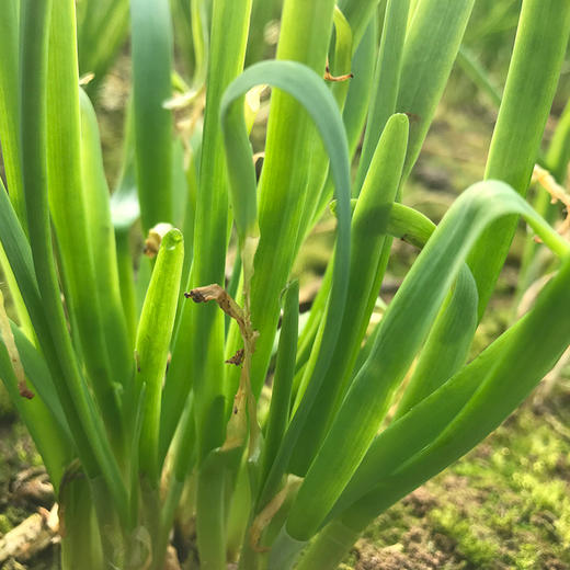 韭菜3斤装 顺丰包邮 仅限一周 商品图2