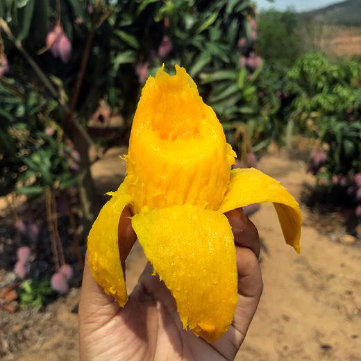 三亚树上熟贵妃芒 商品图3