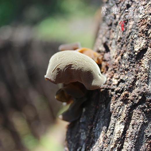 生态段木木耳（成都仓库-顺丰快递） | 100g/袋，来自四川巴中，生产者：龙芳荣【合作生产，公平贸易】 商品图3