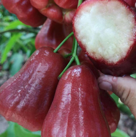 海南黑金刚新鲜莲雾4斤 商品图11