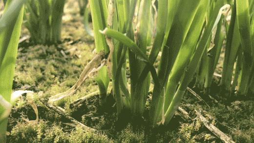 韭菜3斤装 顺丰包邮 仅限一周 商品图0