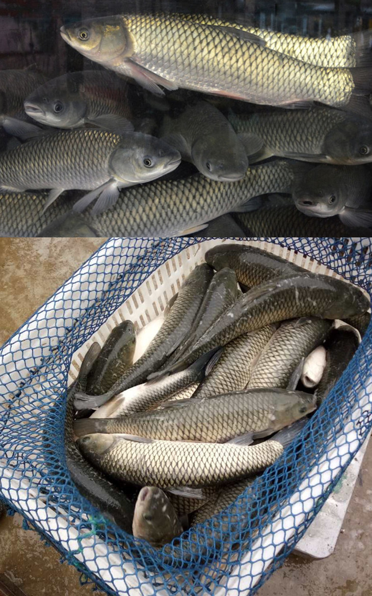 新鲜草鱼 2斤 - 兴场坝电商平台