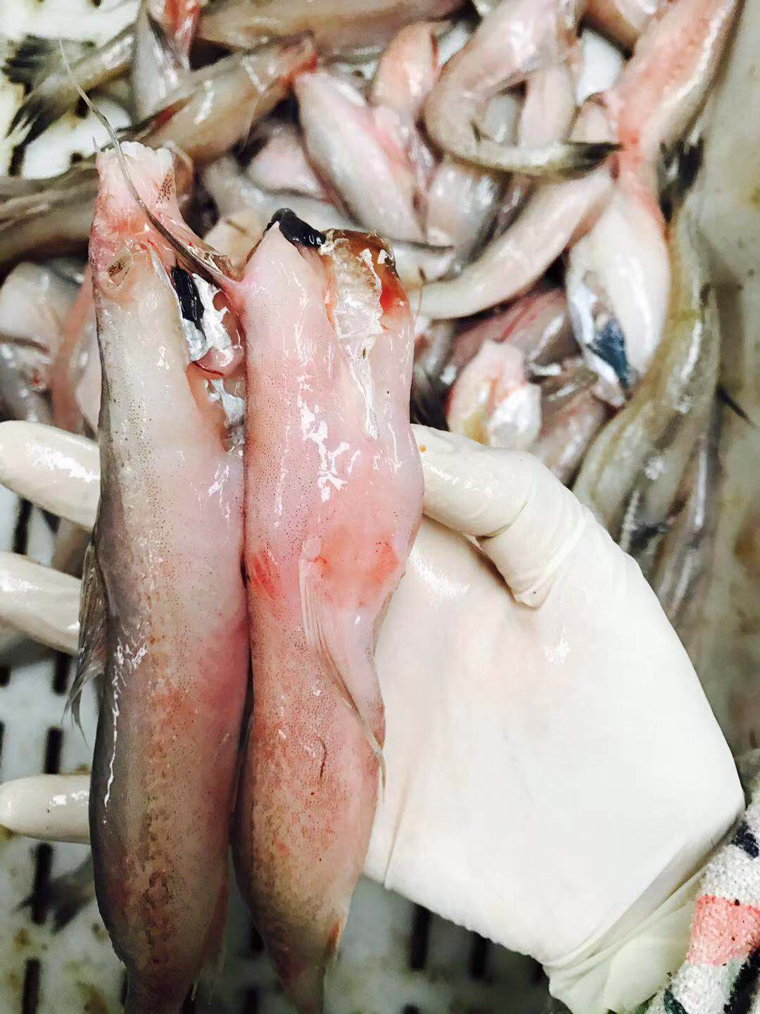 【豆腐鱼/龙头鱼】 净菜1斤