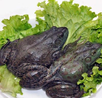 鲜活牛蛙 可帮处理净肉杀好 1斤