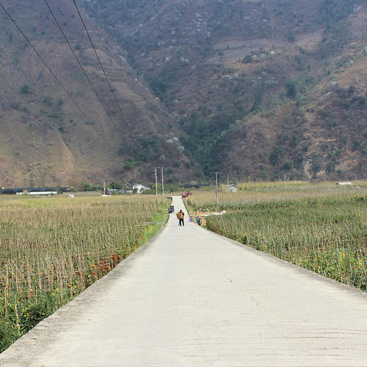 云南怒江农户自种露天沙瓤番茄 果瓤沙,很有味儿,汁多饱满