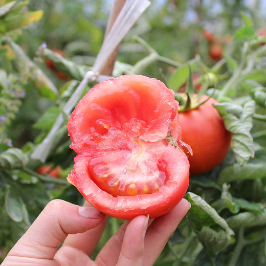 云南怒江农户自种露天沙瓤番茄 果瓤沙,很有味儿,汁多饱满